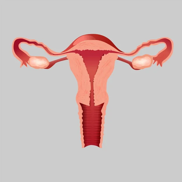 Realistische Illustration des menschlichen inneren Organs Uterus-Vektor-Designs — Stockvektor