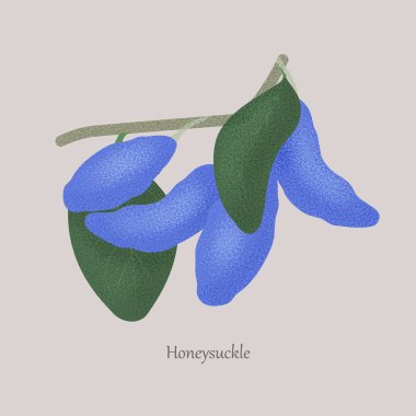 Mavi böğürtlenli ve yeşil yapraklı bir dal..