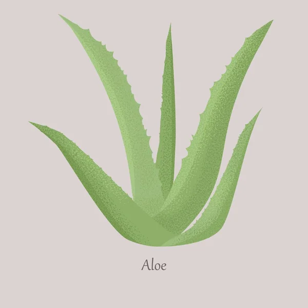 Зеленый алоэ вера является суккулентным растением ботанических трав . — стоковый вектор