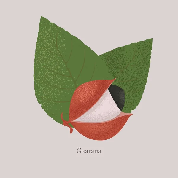 Guarana exotic fruit and leaves on a gray background. - Stok Vektor
