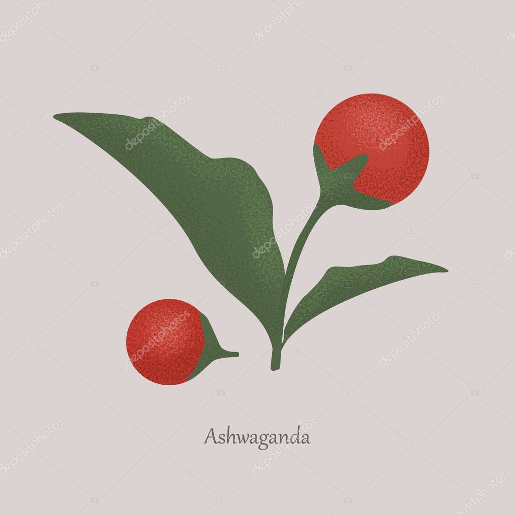 Withania Somnifera Ashwagandha Medicinal Red Berries Indian Ginseng Winter Cherry Herbaceous Plant On A Gray Background Premium Vector In Adobe Illustrator Ai Ai Format Encapsulated Postscript Eps Eps Format