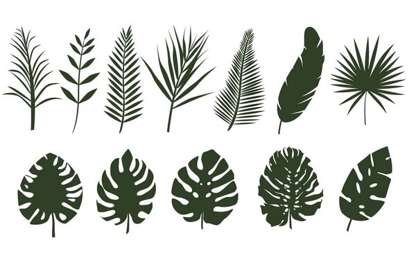 Monochrome leaves of different tropical plants. — Stock Vector