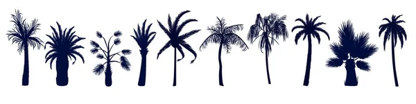 Conjunto de diferentes palmeras tropicales . — Vector de stock