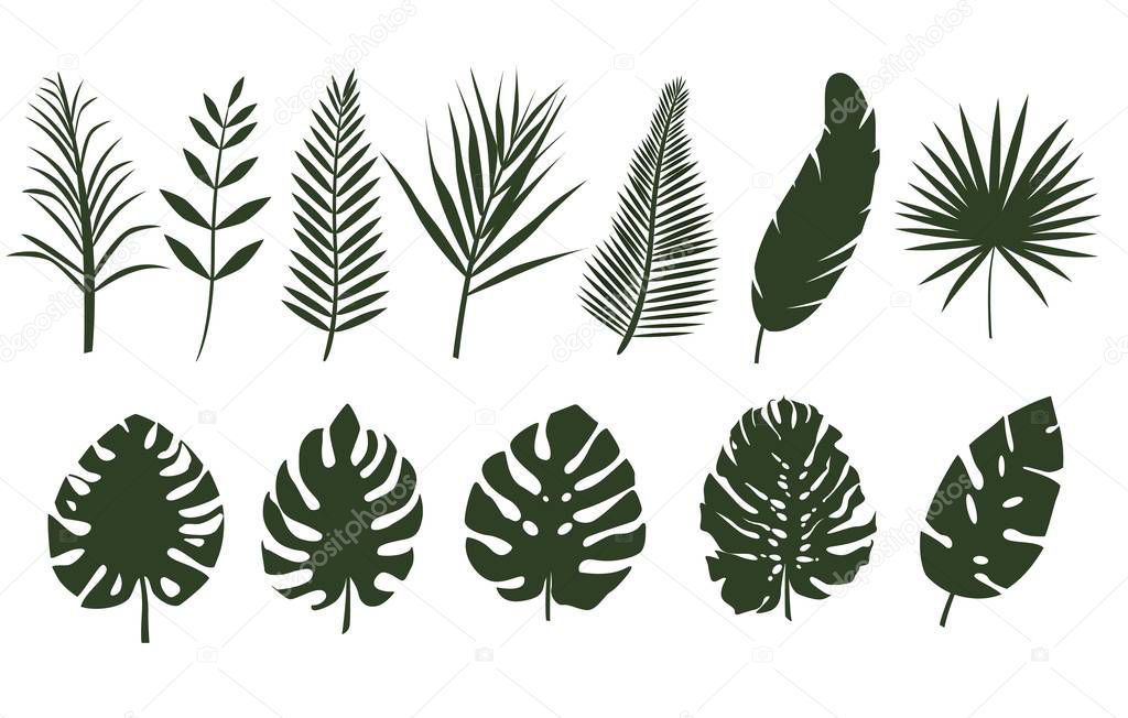 Monochrome leaves of different tropical plants.