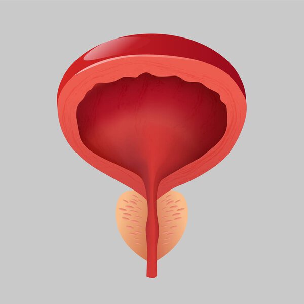 Normal prostate men on a gray background.