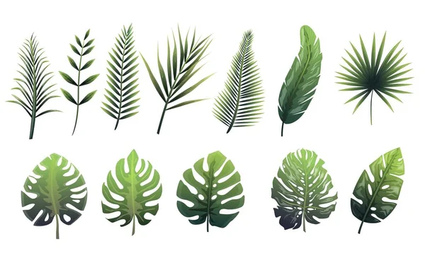 Set of green leaves of fern, tropical trees. — Stock Vector