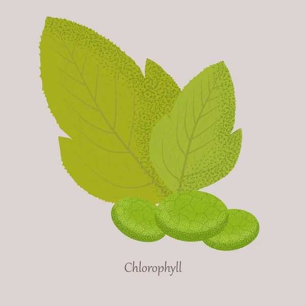 Chlorofyl is een groen fotosynthetisch pigment in de bladeren van planten. — Stockvector