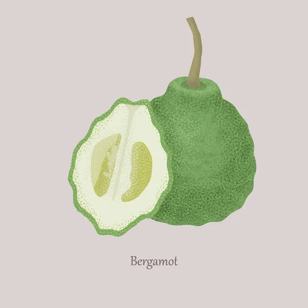 Bergamot citrus plant whole and cut into half. — Stock Vector