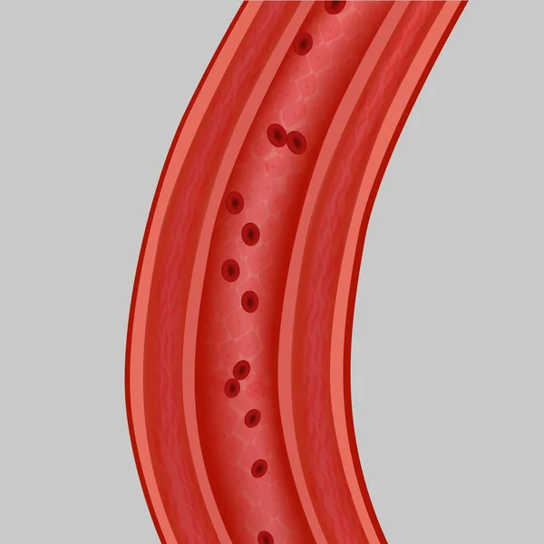 Tętnice ludzkie naczynia krwionośne na szarym tle. — Wektor stockowy