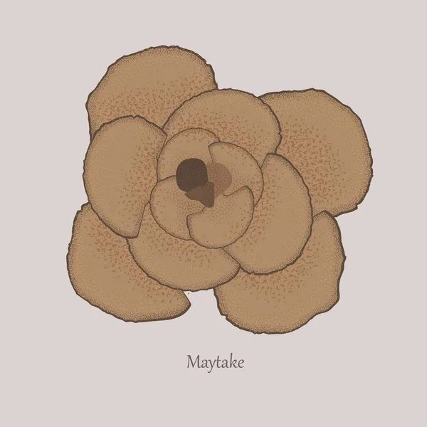 Champignon Maitake, Grifola frondosa ou poule des bois, plante médicinale . — Image vectorielle