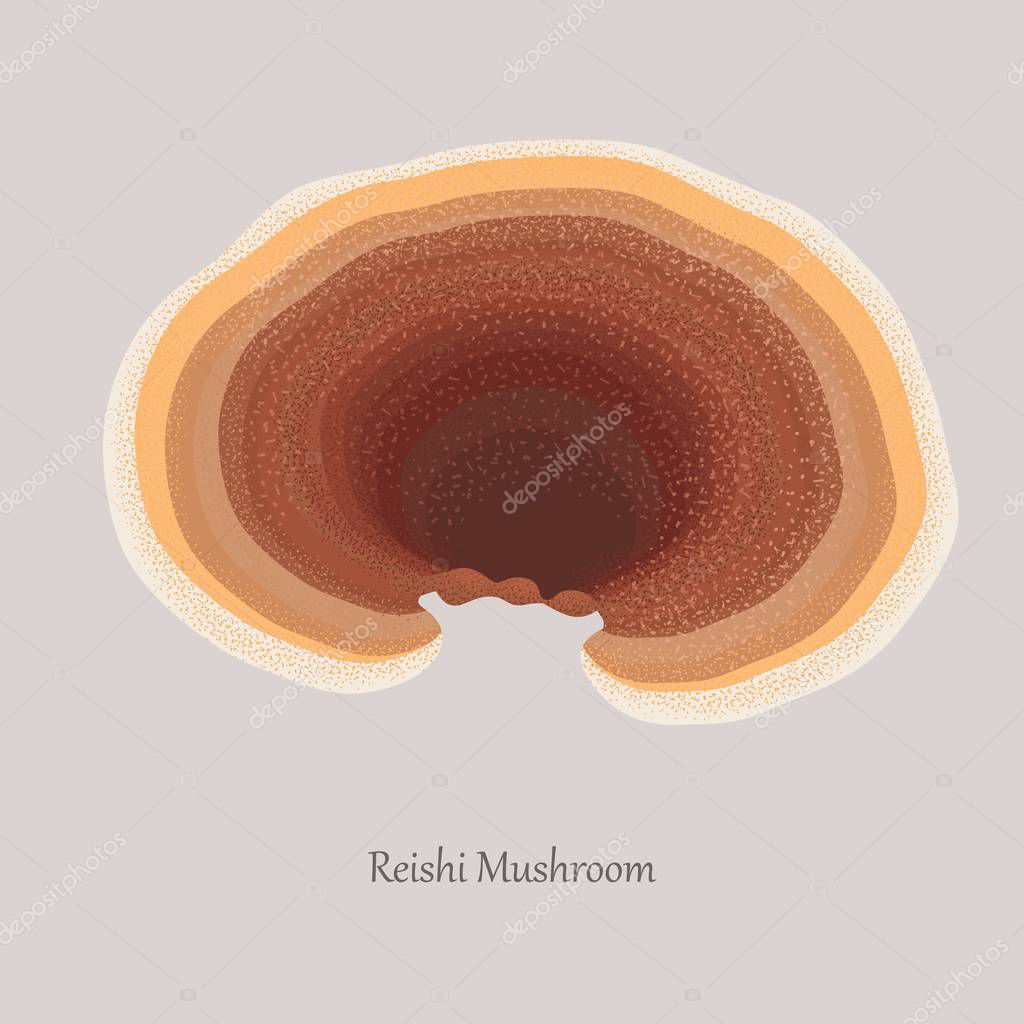 Reishi Mushroom medical plant on a gray background and logo. A medicinal plant growing on trees.