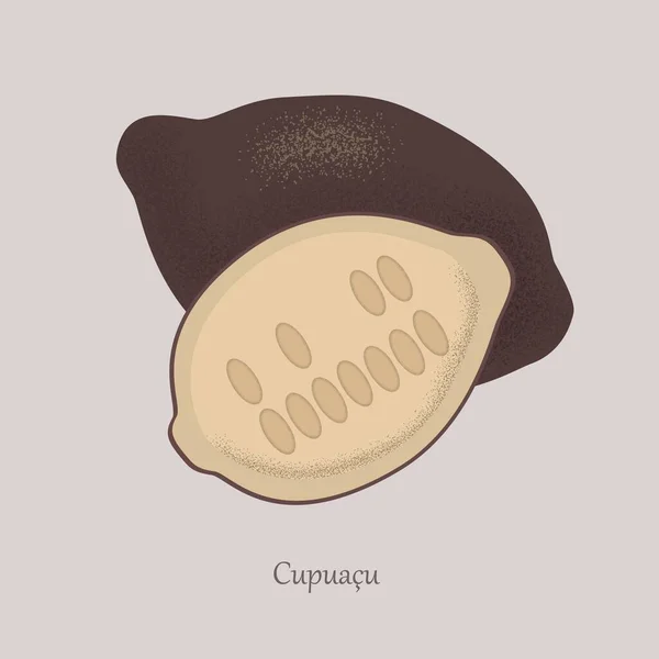 Cupuacu cacao fruits tropicaux sucrés entier et demi . — Image vectorielle