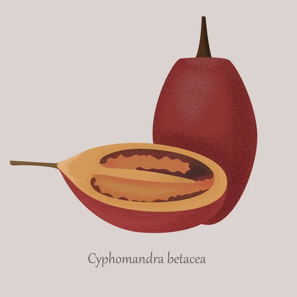 Cyphomandra betacea, tamarillo exotic fruit whole and cut. — Stock Vector