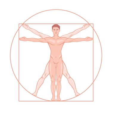 Leonardo da Vinci Vitruvian man proportion standard vector graphic illustration clipart