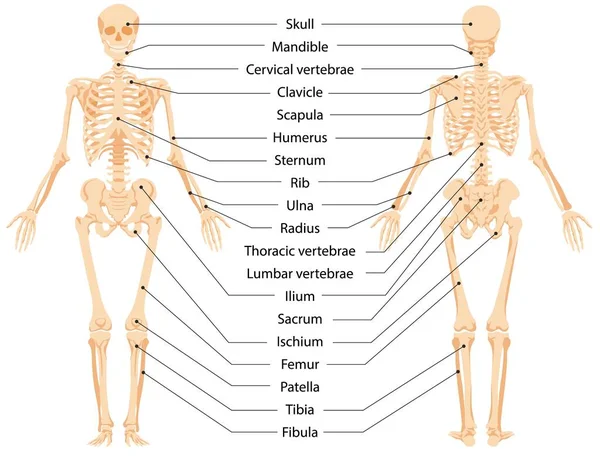 Infografía del esqueleto anatómico humano vista frontal y vista posterior ilustración gráfica vectorial — Archivo Imágenes Vectoriales