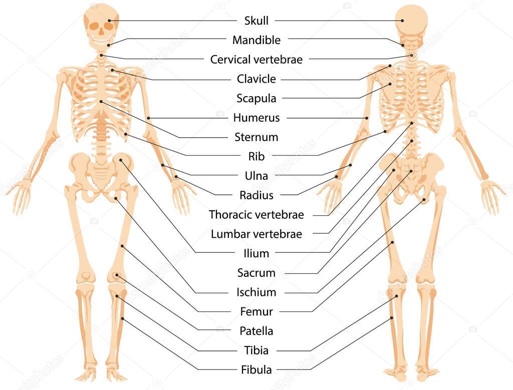 Scheletro anatomico umano infografica vista frontale e posteriore