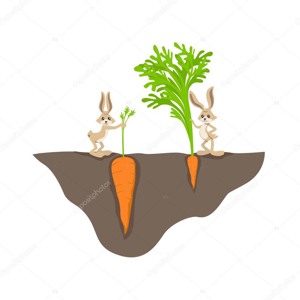 Two funny cartoon rabbit with small and big carrot on garden bed vector graphic illustration