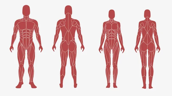 Mężczyzna i kobieta ciało w anatomicznej, muskularnej ilustracji — Wektor stockowy