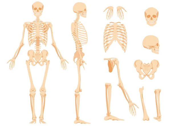 Pełny szkielet anatomiczny osoby i poszczególnych kości — Wektor stockowy
