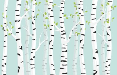 Birch Ormanı geçmişi. Bahar huş ağacı yeşil yapraklar benekli ağaç kabukları.