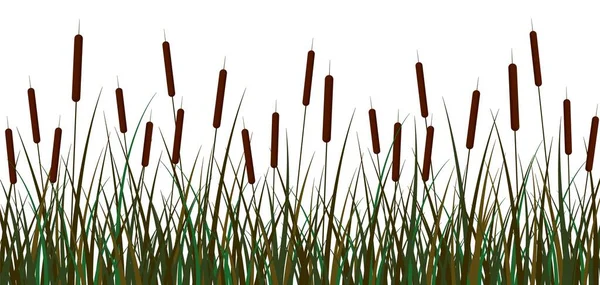 Swamp reeds background. Green swamp reed brown inflorescences bush with foliage. — Stock Vector