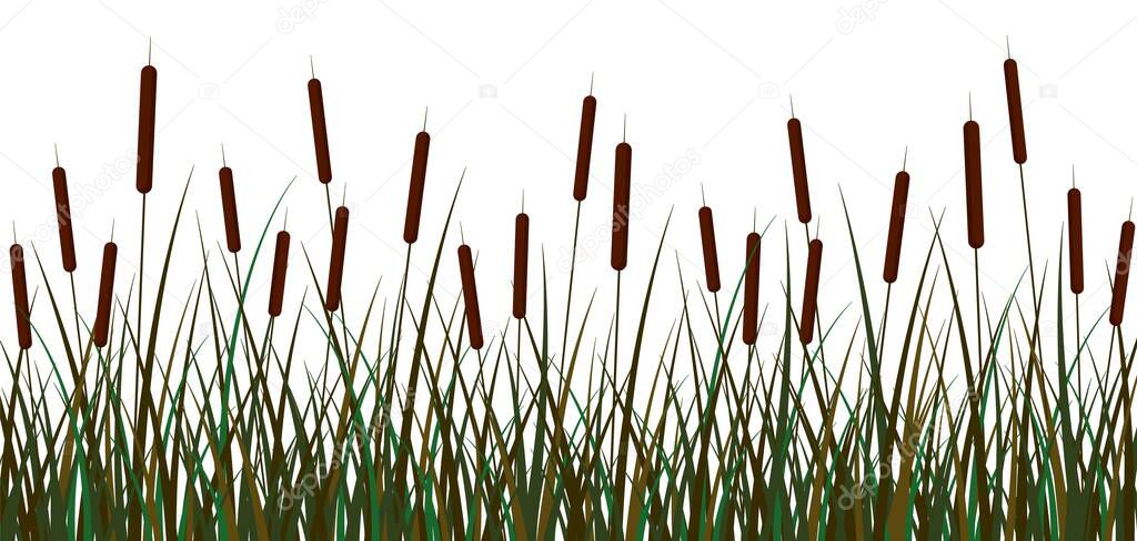 Swamp reeds background. Green swamp reed brown inflorescences bush with foliage.