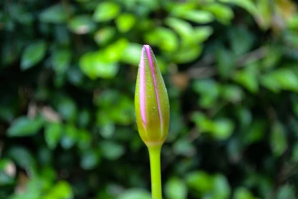 Budding Różowy Kwiat Lilii Wodnej Zielonym Tle — Zdjęcie stockowe