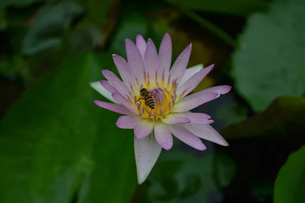 Λουλούδι Νούφαρο Μέλισσα — Φωτογραφία Αρχείου