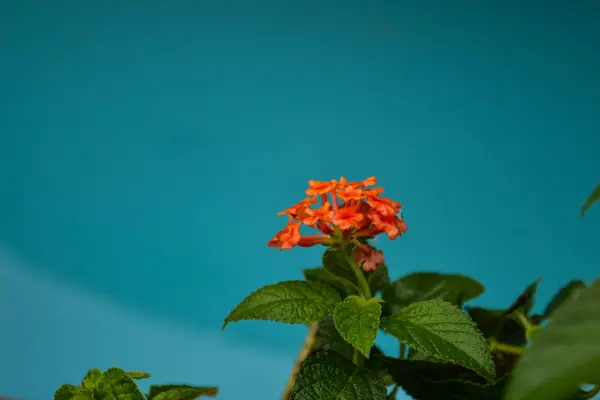 Mavi Arka Planda Çiçek Açan Kırmızı Çiçek — Stok fotoğraf
