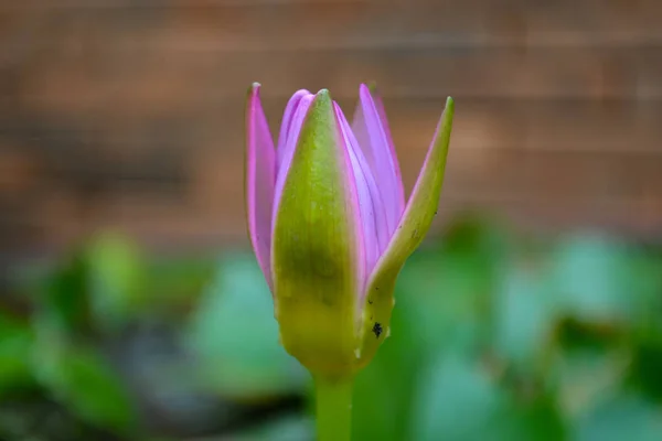 Pink budding waterlily  flower in garden