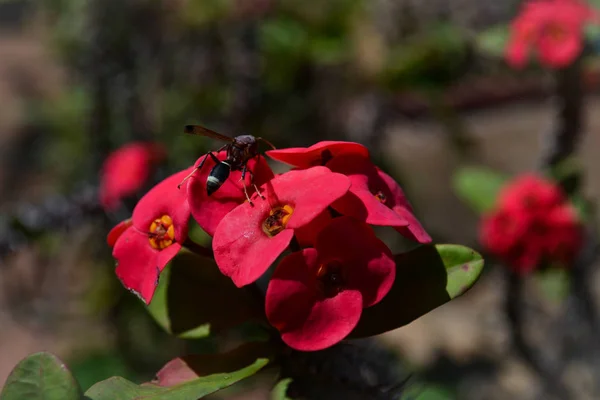 Dikenli Kırmızı Taç Böcekli Dikenli Çiçek — Stok fotoğraf