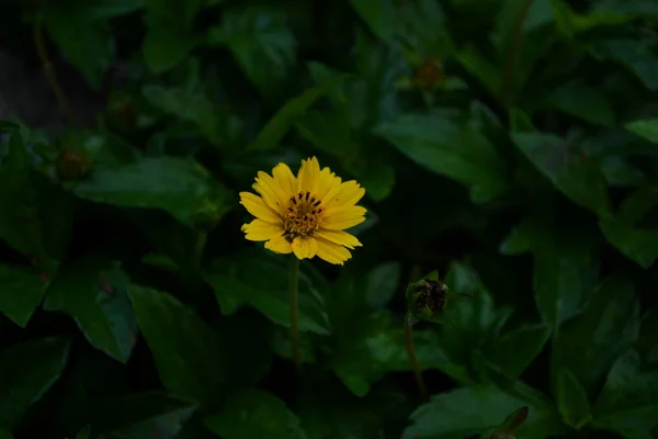 Μαργαρίτα Βουτύρου Μικρό Κίτρινο Λουλούδι Αστέρι — Φωτογραφία Αρχείου