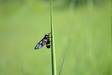 Çimlere tüneyen çimen kelebeği 