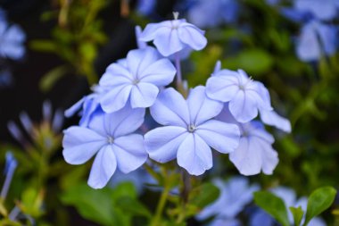 Pelerin başörtüsü ya da çiçek açmış beyaz musluk. 