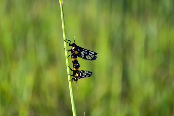 Пара Травяных Бабочек Спаривается Природе — стоковое фото