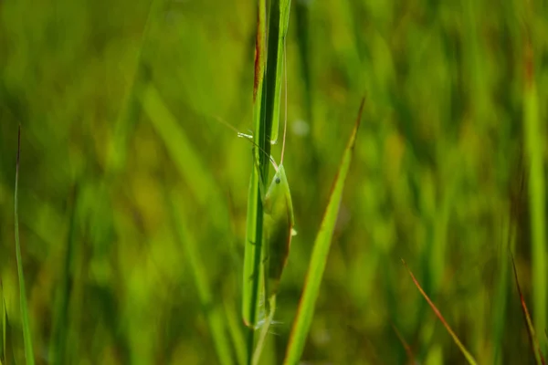 Saltamontes Cuernos Largos Posados Hoja Hierba —  Fotos de Stock