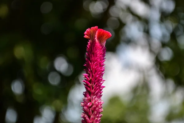 Kırmızı Sıradan Horoz Tarağı Çiçeği — Stok fotoğraf