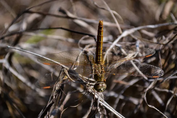 Καστανή Μύγα Dragonfly Πάνω Αποξηραμένα Χόρτα — Φωτογραφία Αρχείου