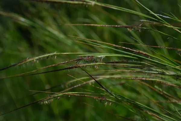 Textura Hierbas Naturaleza —  Fotos de Stock