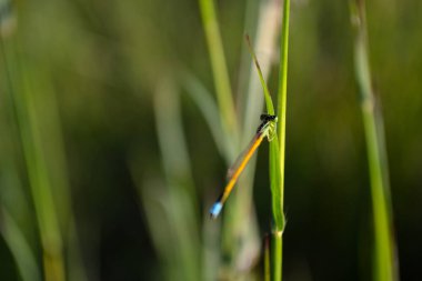 Altın dart kuşu (erkek) çimen yaprağına tünemiş 