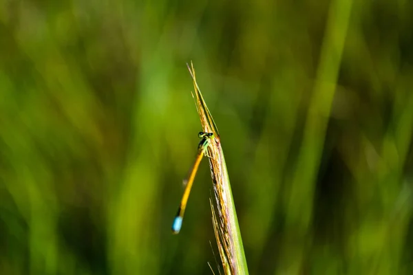 Dartlet Dorado Damisela Cola Azul Naturaleza —  Fotos de Stock