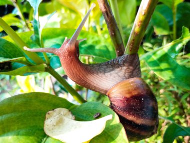 bitki üzerinde sürünerek salyangoz 