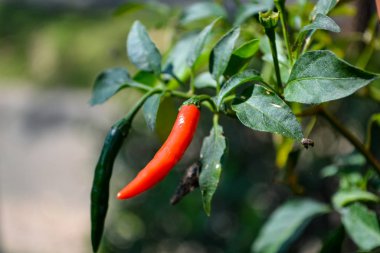 Bahçedeki bitkinin üstünde taze kırmızı biber