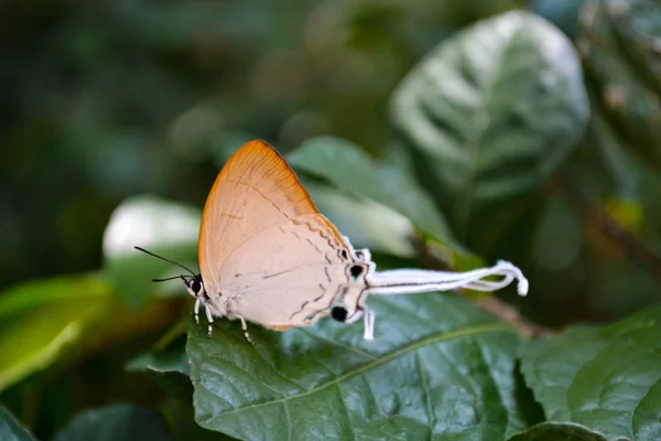 Императорская Бабочка Коммон Сидящая Зеленом Листе — стоковое фото