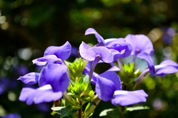 Blue Hawaii flowers in park blooming