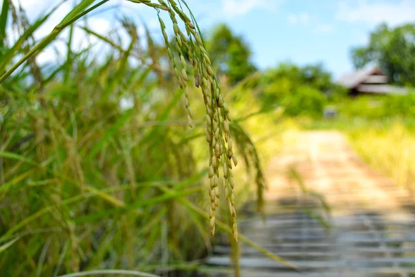 Paisaje Del Campo Arroz País —  Fotos de Stock