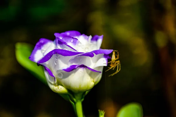 Lisianthus Güzelliği Çiçek Açmış Örümcek Tünemiş — Stok fotoğraf