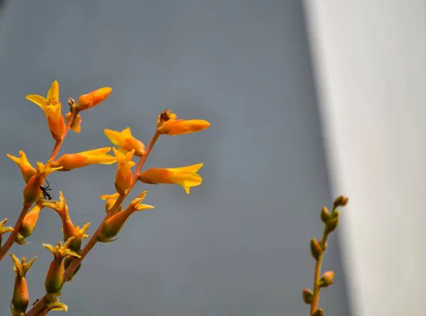 Kwiatów Kaktusa Pomarańczowy Rozkwicie Pierwszej Wiosny — Zdjęcie stockowe