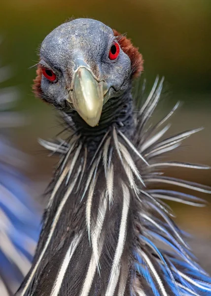 Galinha Índia Vulcânica Acryllium Vulturinum Detalhe Pássaro Olho — Fotografia de Stock