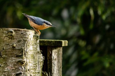 Ağaç üzerinde (Sitta europaea) ya da arka planı olan tahta üzerinde